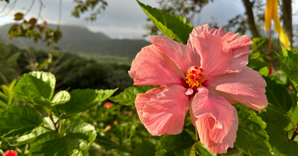 Pink flower in Grenada