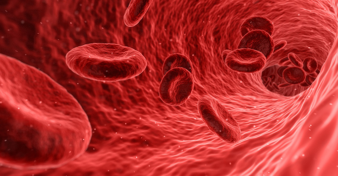 blood stream with red blood cells
