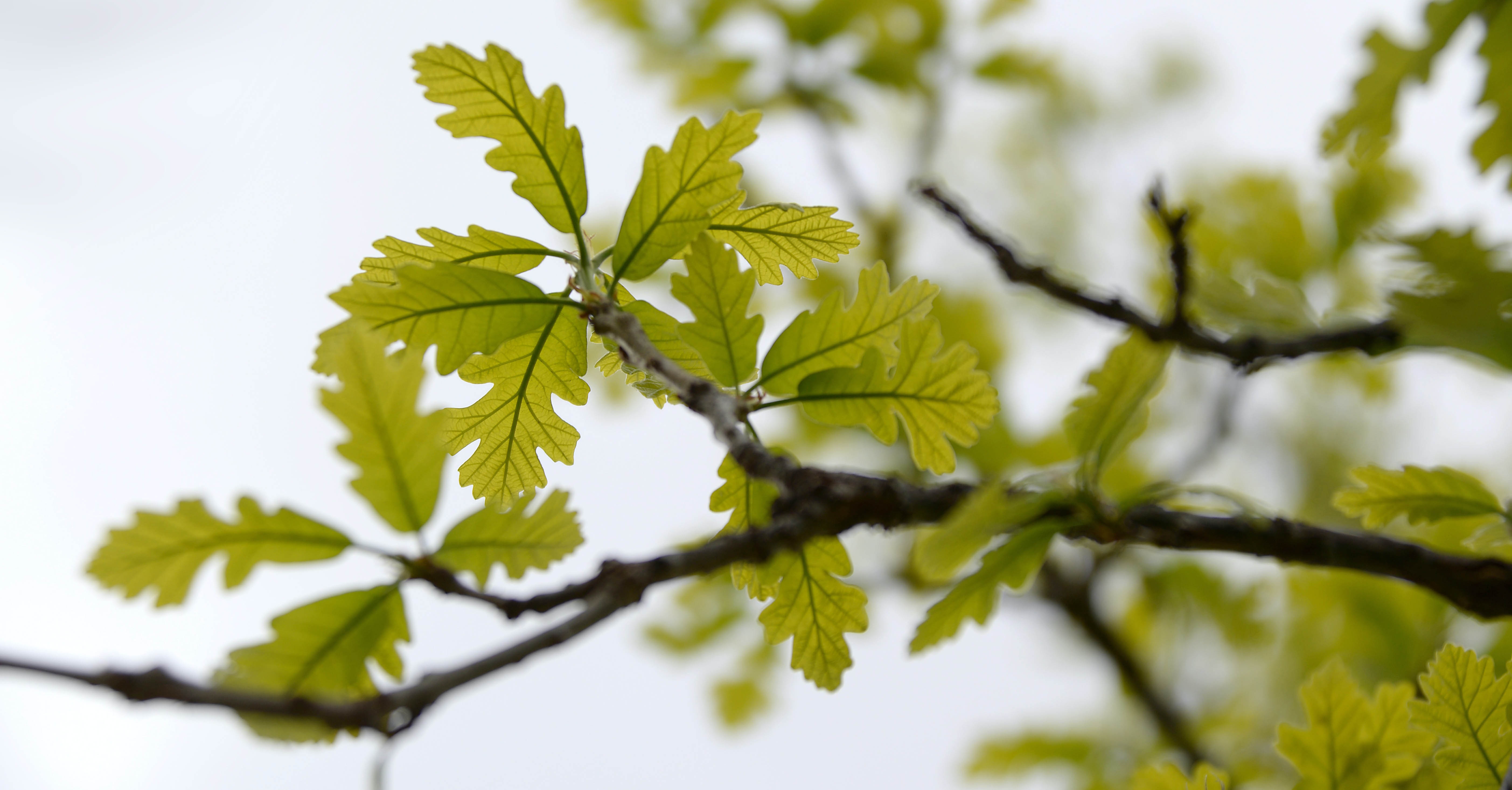 Closeup of oak tree leaves on a branch.