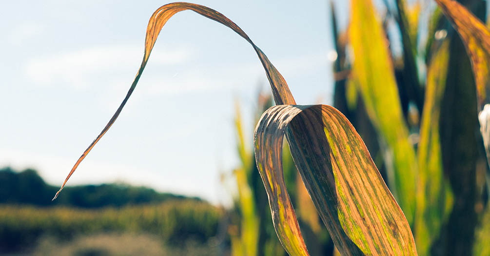 An up close image of a corn stalk in a field.