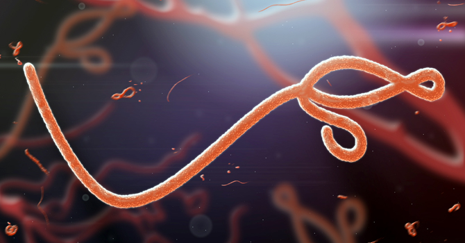 Microscopic image of the Ebola virus