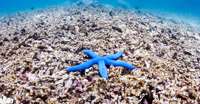 Blue starfish lays on a coral reef in the ocean.