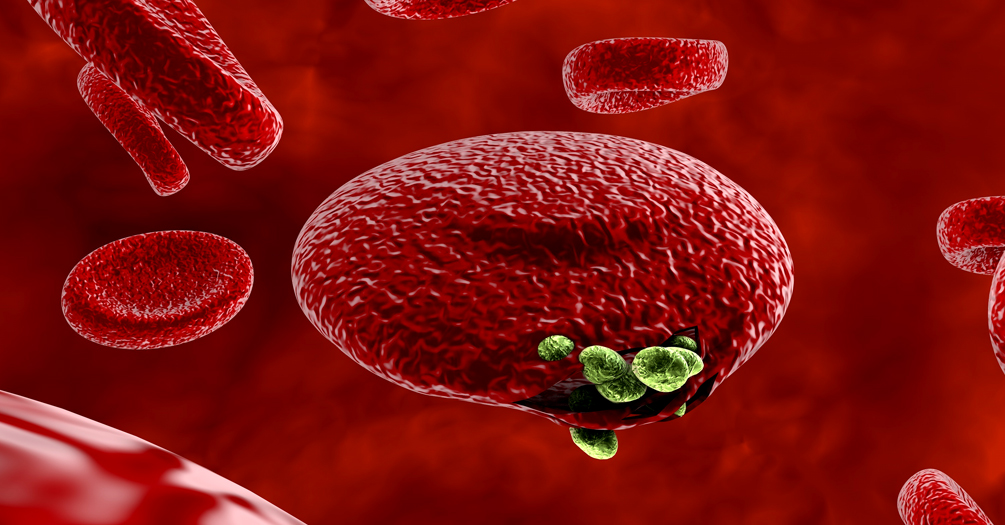 Microscopic image of malaria parasites infecting blood cells