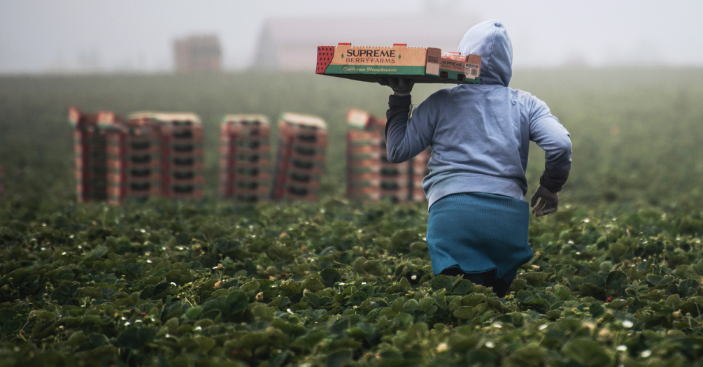 A fieldworker holds a box of freshly harvested strawberries